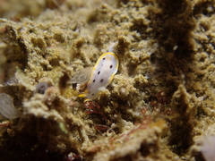 Chromodoris orientalis