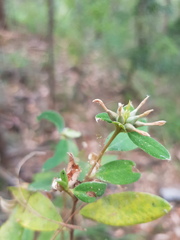 Pimelea gigandra
