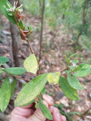 Pimelea gigandra