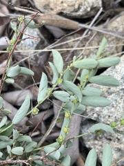 Phyllanthus maderaspatensis