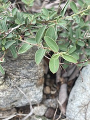 Phyllanthus maderaspatensis
