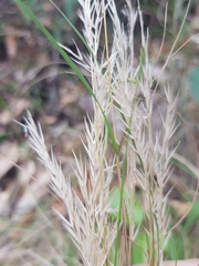 Rytidosperma longifolium