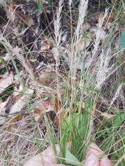 Rytidosperma longifolium