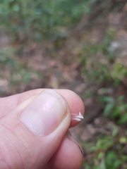 Rytidosperma longifolium