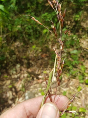Sorghum leiocladum