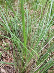 Sorghum leiocladum