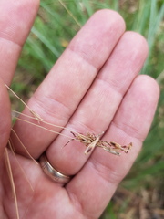 Sorghum leiocladum