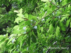 Prunus buergeriana