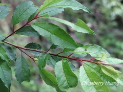 Prunus buergeriana