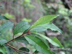 Prunus buergeriana