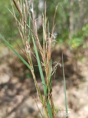 Schizachyrium fragile