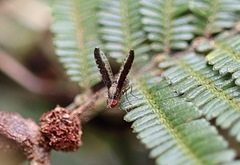 Trypetisoma digitatum