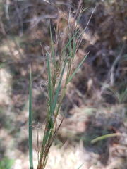 Schizachyrium fragile