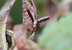 Trypetisoma digitatum
