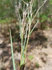 Schizachyrium fragile