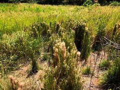 Schizachyrium microstachyum