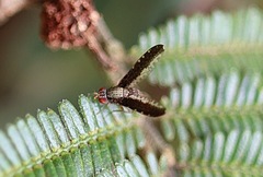 Trypetisoma digitatum