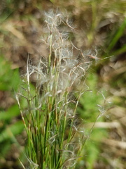 Schizachyrium microstachyum