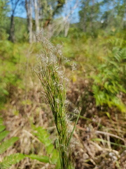 Schizachyrium microstachyum