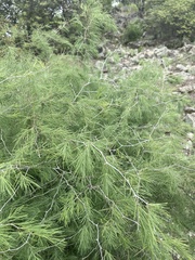 Asparagus nelsii