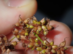 Cladium procerum