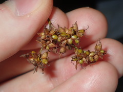 Cladium procerum