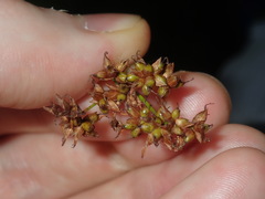 Cladium procerum