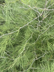 Asparagus nelsii