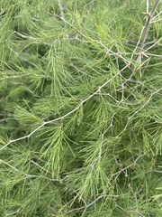 Asparagus nelsii