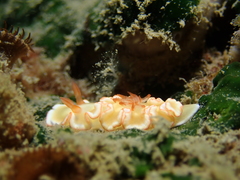 Ardeadoris symmetrica