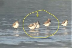 Calidris ferruginea