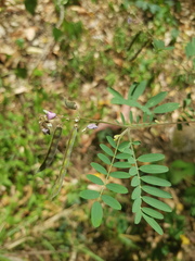 Tephrosia filipes