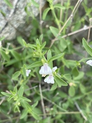 Justicia rhodesiana