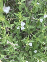 Justicia rhodesiana