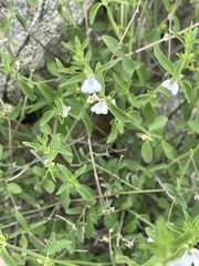Justicia rhodesiana