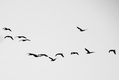 Phalacrocorax fuscicollis