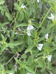 Justicia rhodesiana