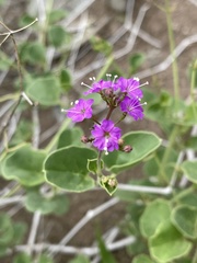 Commicarpus pentandrus