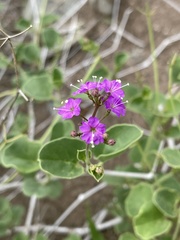 Commicarpus pentandrus