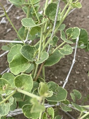 Commicarpus pentandrus