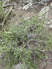 Commicarpus pentandrus