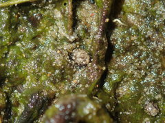 Ochteridae
