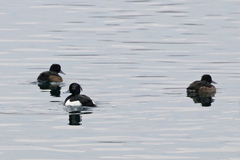 Aythya fuligula