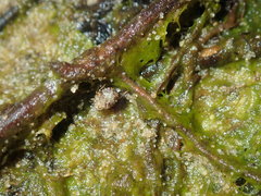 Ochteridae