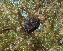 Ochteridae