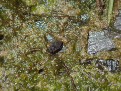Ochteridae
