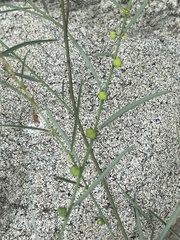 Phyllanthus incurvus