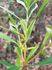 Persoonia adenantha