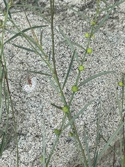 Phyllanthus incurvus