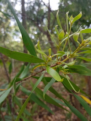 Persoonia adenantha